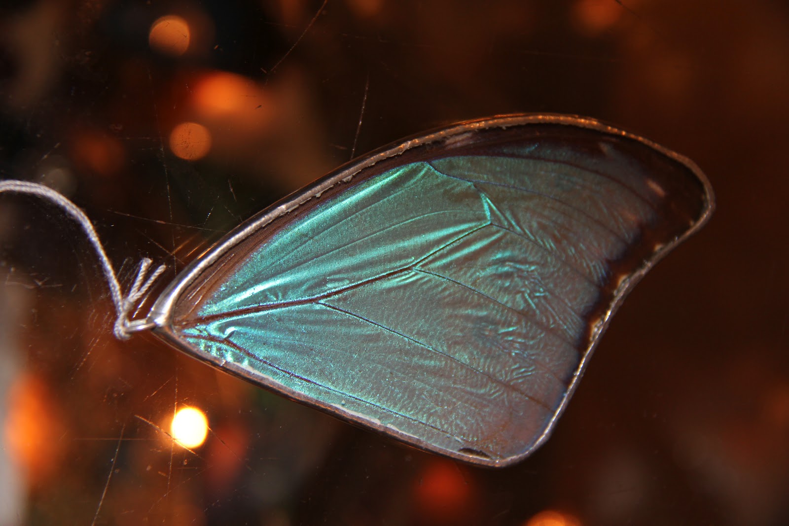 Large butterfly wing pendant